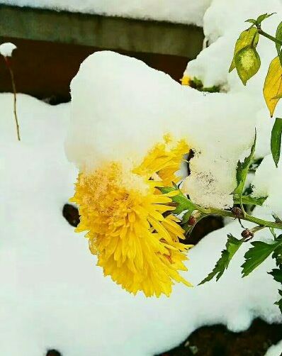 古诗词心有千千结,诗句心有千千结