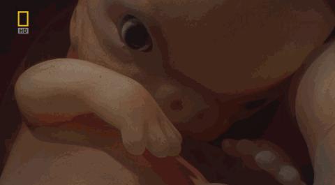 卵子和精子相遇……怎么就变成小孩了？