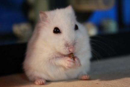 仓鼠饲养八大禁忌仓鼠能活多久,萌新养仓鼠注意事项