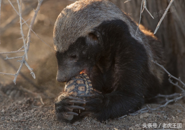 平头哥到底怎么样了,平头哥为什么那么出名