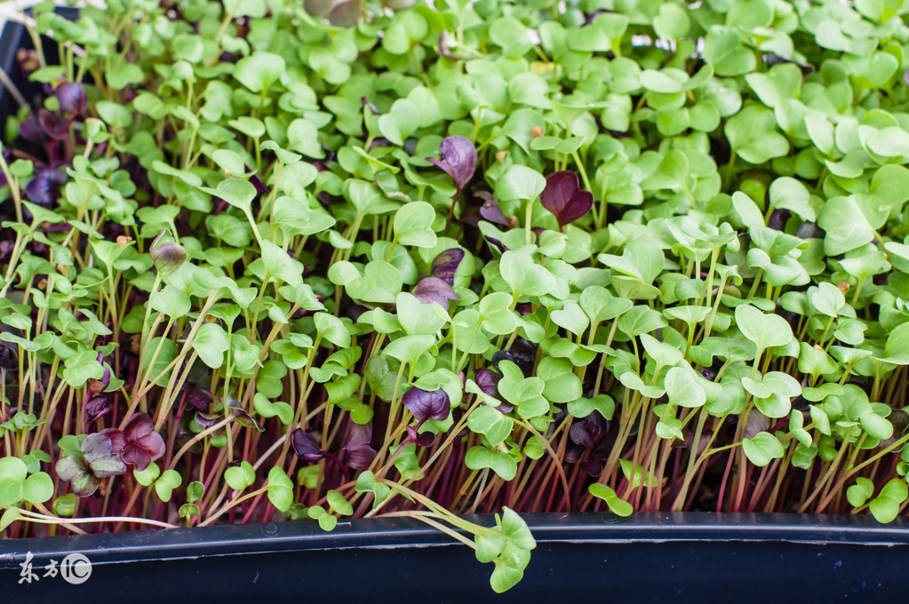 芽苗类蔬菜多数属于什么蔬菜,芽苗菜是什么菜种