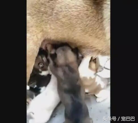 小猪喝奶混入只小狗狗,小狗混进猪群抢奶喝