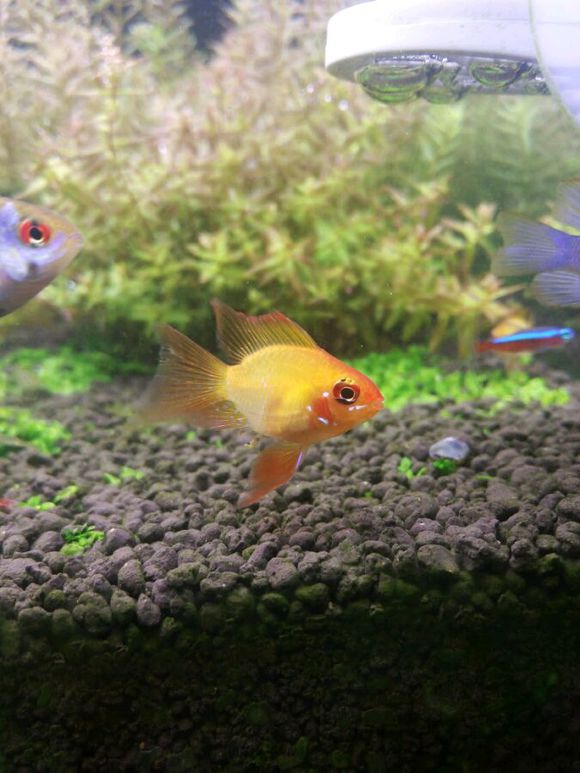 原来金波子才是最受欢迎观的赏鱼，看到红脸蛋就想马上养几条