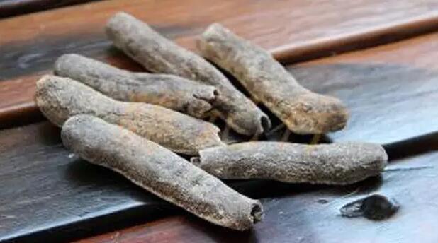 带您了解世界海参,你知道全球有多少种鲨鱼吗