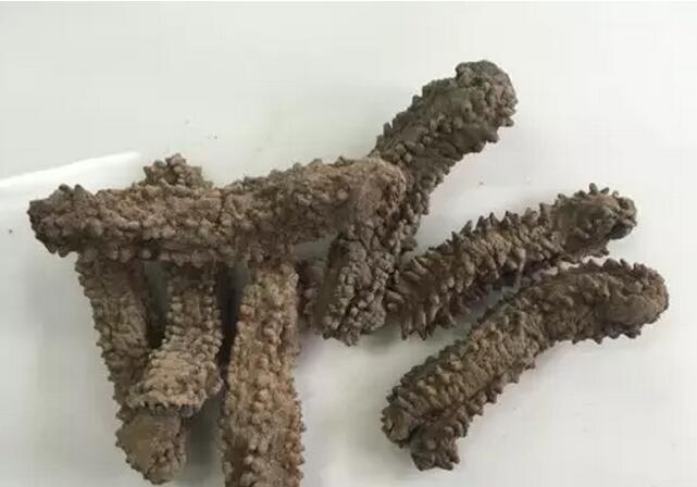 海参也有很多种,全世界所有可以吃的海参