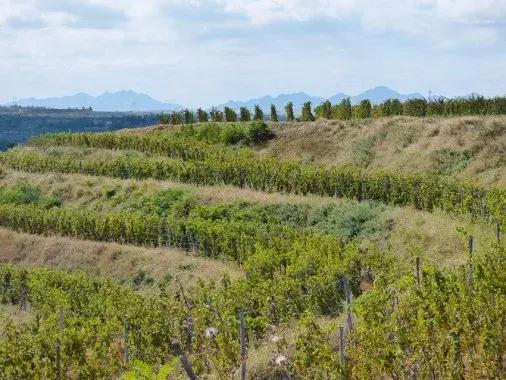 拉菲酒庄罗斯柴尔德2011,拉菲罗斯柴尔德红酒交易