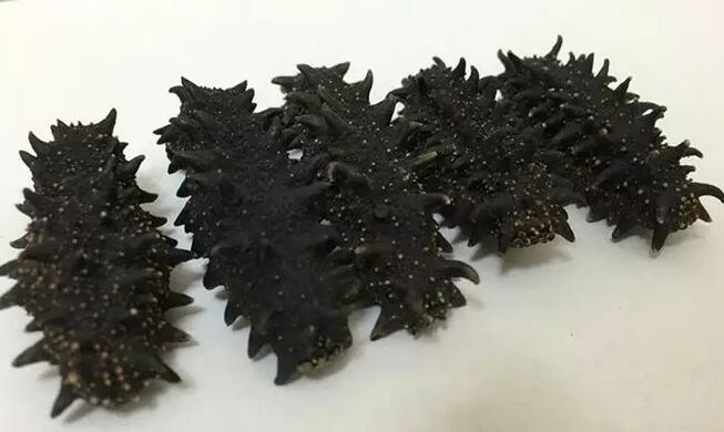 带您了解世界海参,你知道全球有多少种鲨鱼吗