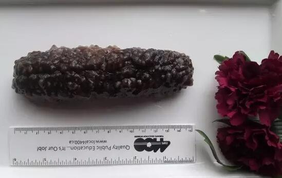 带您了解世界海参,你知道全球有多少种鲨鱼吗