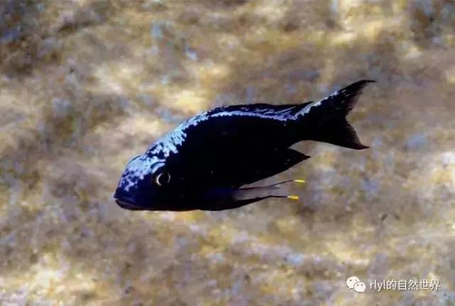 「鱼标本戏说非洲慈鲷」第一章：羽鳍类永恒的经典——蓝提