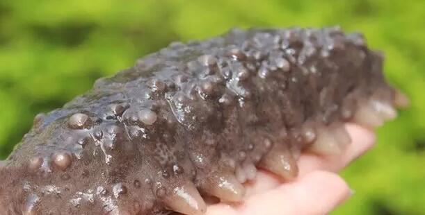 带您了解世界海参,你知道全球有多少种鲨鱼吗