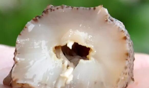 你知道世界上的鱼类有多少个,你知道的海底世界有多少种鱼