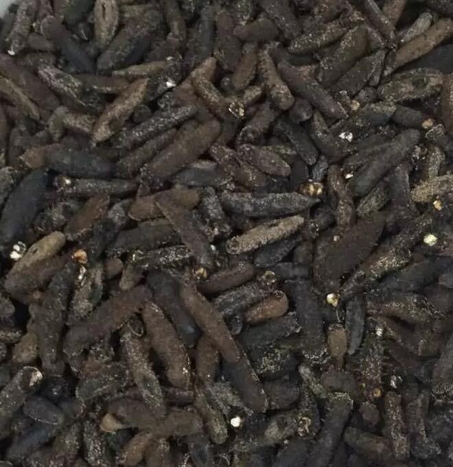 海参也有很多种,全世界所有可以吃的海参