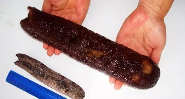 海参有上千种都是一样的吗,全世界海参有多少品种