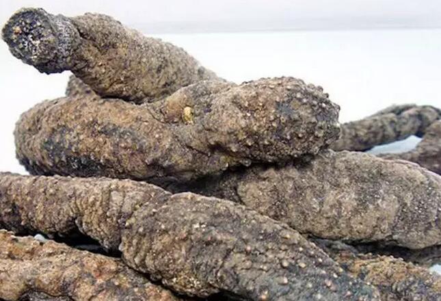 带您了解世界海参,你知道全球有多少种鲨鱼吗