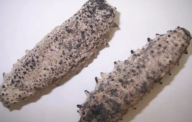 海参也有很多种,全世界所有可以吃的海参