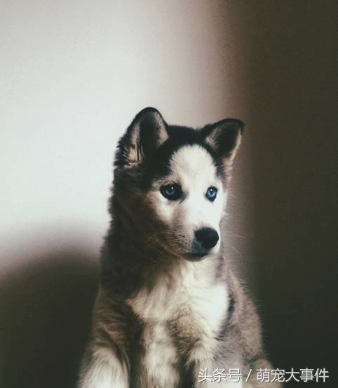 佛系哈士奇,哈士奇头顶三把火混一起的不纯吗
