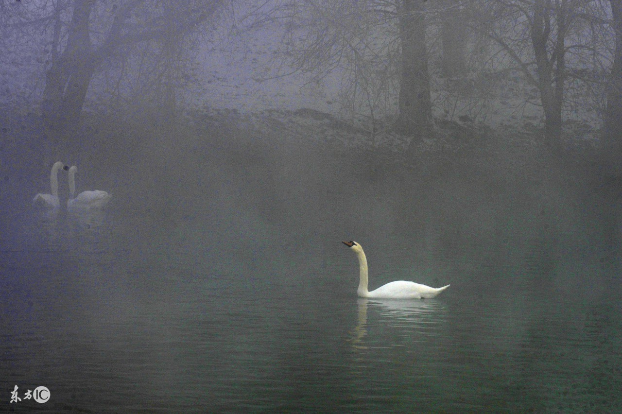 十雾九晴天有什么特征,民间俗语看雾识天气