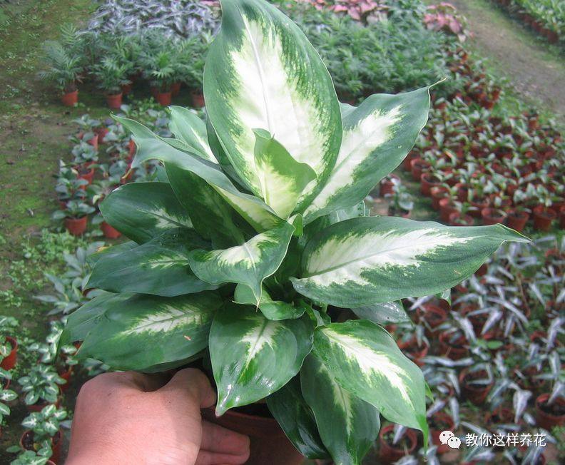 万年青如何养才茂盛,万年青怎么养才能更旺盛