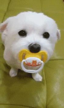 狗年来了，送你50个关于狗的歇后语，笑的肚子疼！祝你狗年开心！