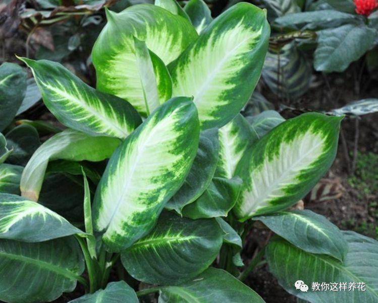 万年青如何养才茂盛,万年青怎么养才能更旺盛