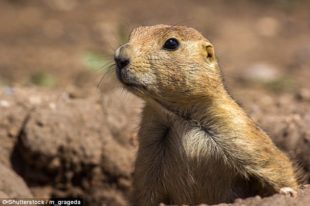 狗狗有可能进化出人类语言吗,人工智能与狗狗的对话