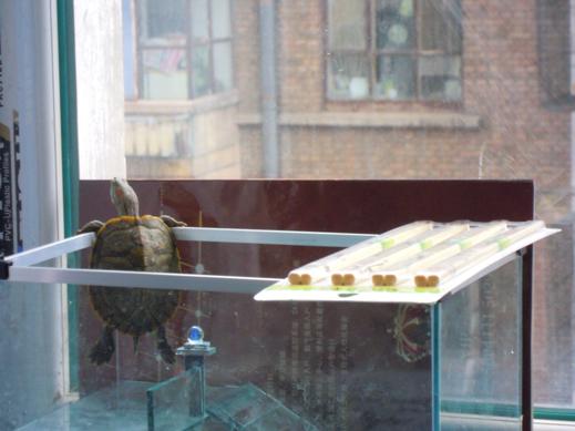 一只巴西龟多少钱,一只巴西龟的一生的图