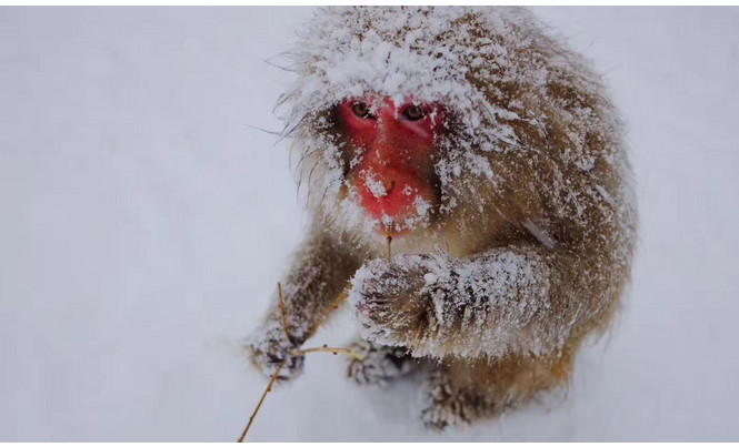 为了赚钱,用猴子泡温泉赚眼球!网友说:太心疼了,看不下去了