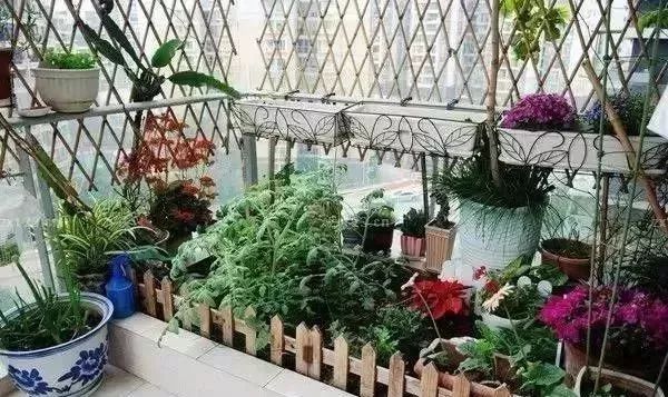 阳台种菜的方法和技巧大全集,阳台种菜的方法和步骤图