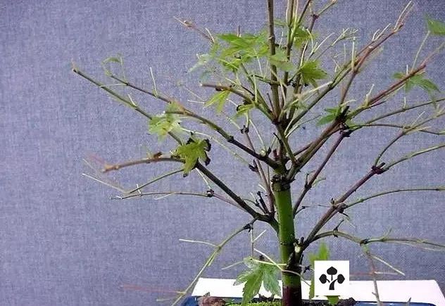 大师是怎样炼成的二胡独奏,真正的大师是怎么练成的