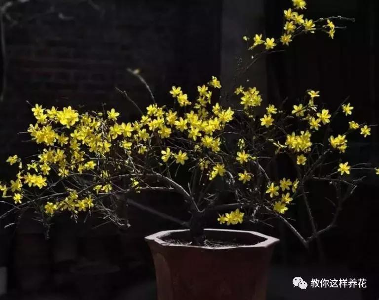 迎春花从幼苗养到老桩要多久,春天花儿竞相开放迎春花怎么养