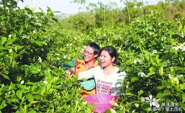 高州各镇历史来历,高州市有多少个镇街
