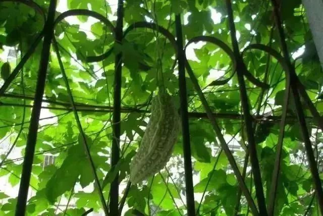 阳台种菜的方法和技巧大全集,阳台种菜的方法和步骤图