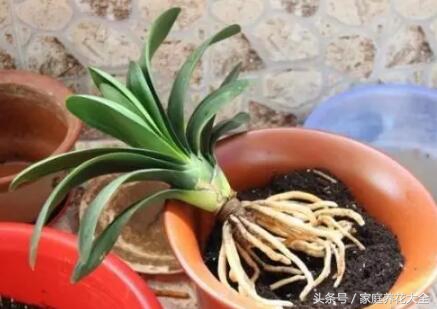 花卉施肥过多怎么办,花卉肥料放多怎么补救