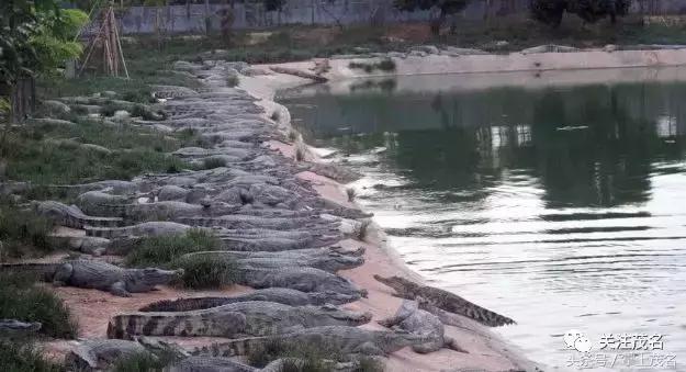 高州各镇历史来历,高州市有多少个镇街