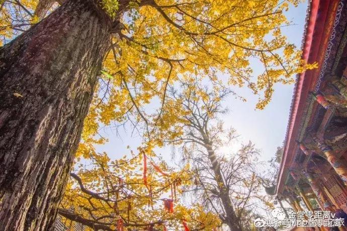 厉害了！金堂县又要火了，她即将代表中国走向世界！