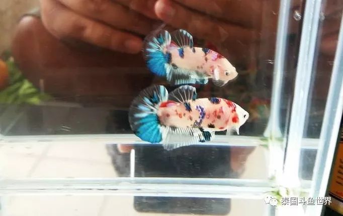 斗鱼拍卖最新消息,泰国斗鱼鱼苗专场