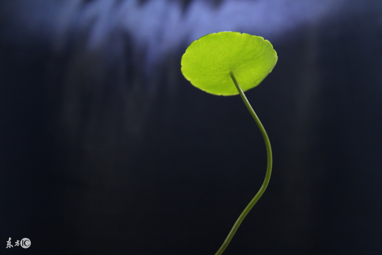 大学生创业项目ppt,女大学生创业成功案例