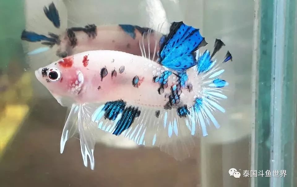 斗鱼拍卖最新消息,泰国斗鱼鱼苗专场