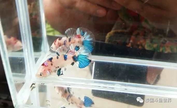 斗鱼拍卖最新消息,泰国斗鱼鱼苗专场