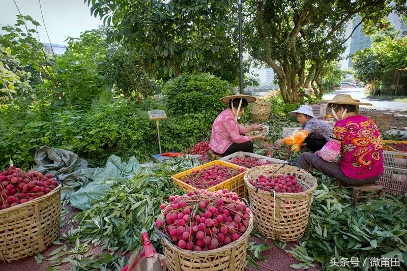 这是我的家乡闽南语,这是我的家乡全部视频