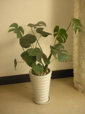 家里的龟背竹特别旺盛好不好,家庭环境的风水