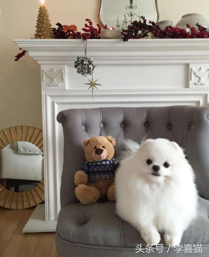 又是一只玩偶成精的汪星人，这甜美笑容简直萌到犯规！