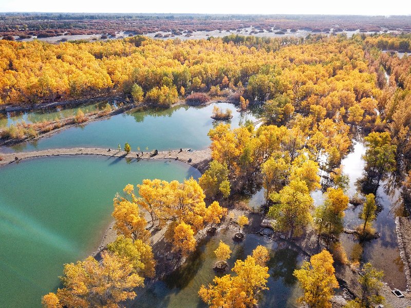 西北胡杨林旅游攻略,大西北环线胡杨林十日游