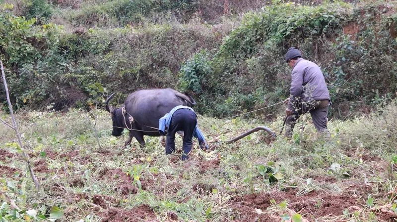 闲鱼年货节来啦!助农扶农,一起过个好年!