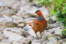 竹鸡知识,竹鸡几种