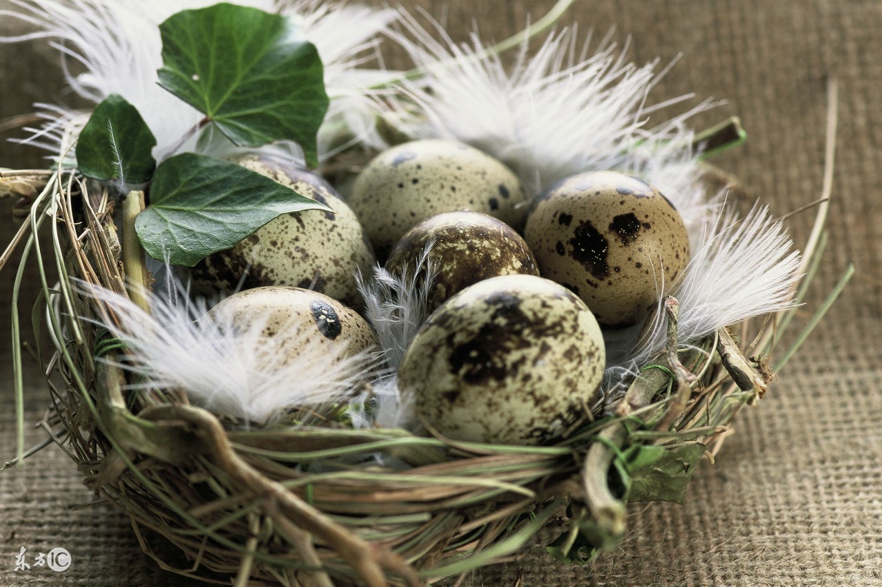 这种不善于飞行的笨鸟！养殖成本低，几种孵化方法，让效益翻倍！