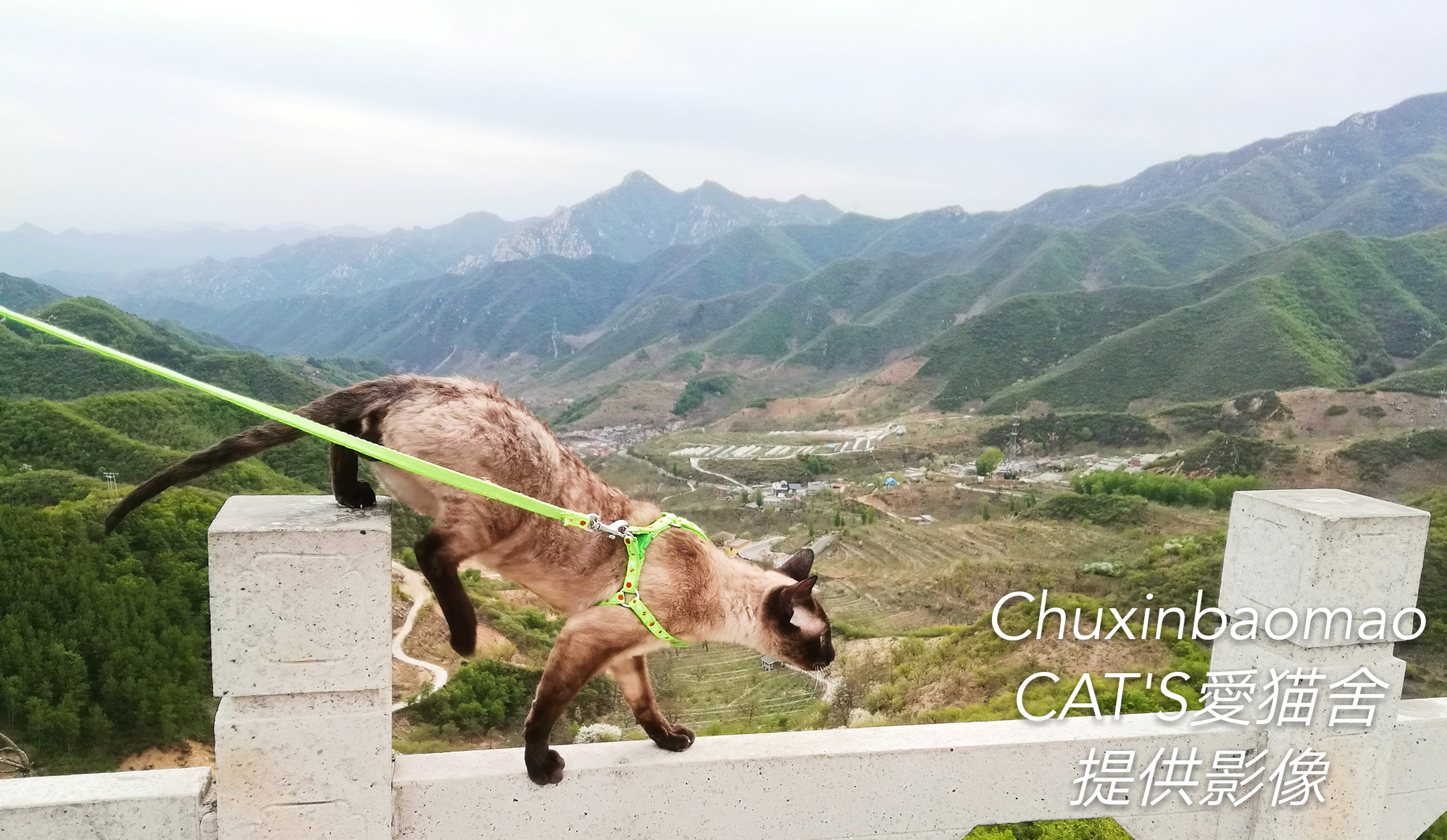 Cats愛初心Bengal家，独一无二卷毛暹罗猫