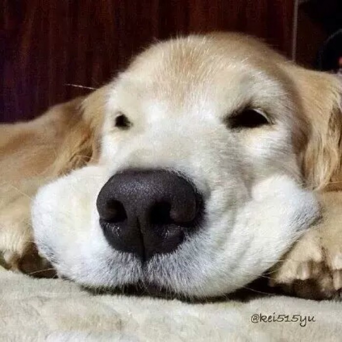 狗狗的鼻子褪色是怎么回事,狗狗的鼻头为什么会褪色