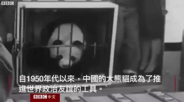 我国国宝大熊猫被外国租借有多难,日本大熊猫悲惨生活