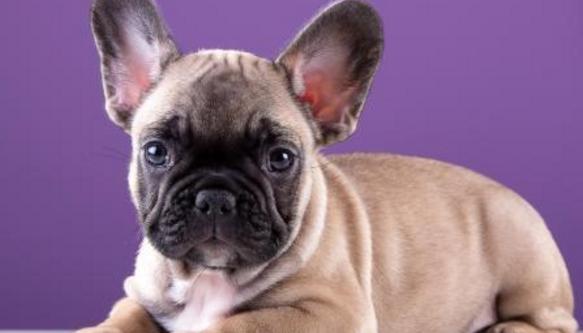 小狗生病治疗费,小狗花了40万治病